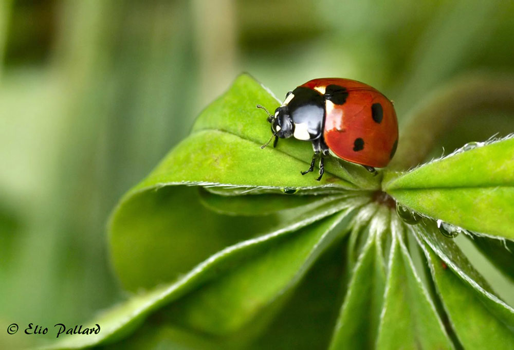 Coccinella (Elio Pallard)